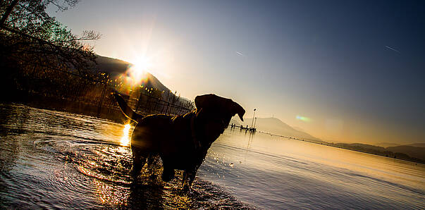 Baden mit Hund in Klagenfurt