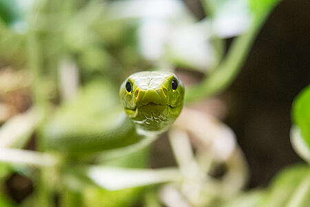 Zoo Happ Klagenfurt