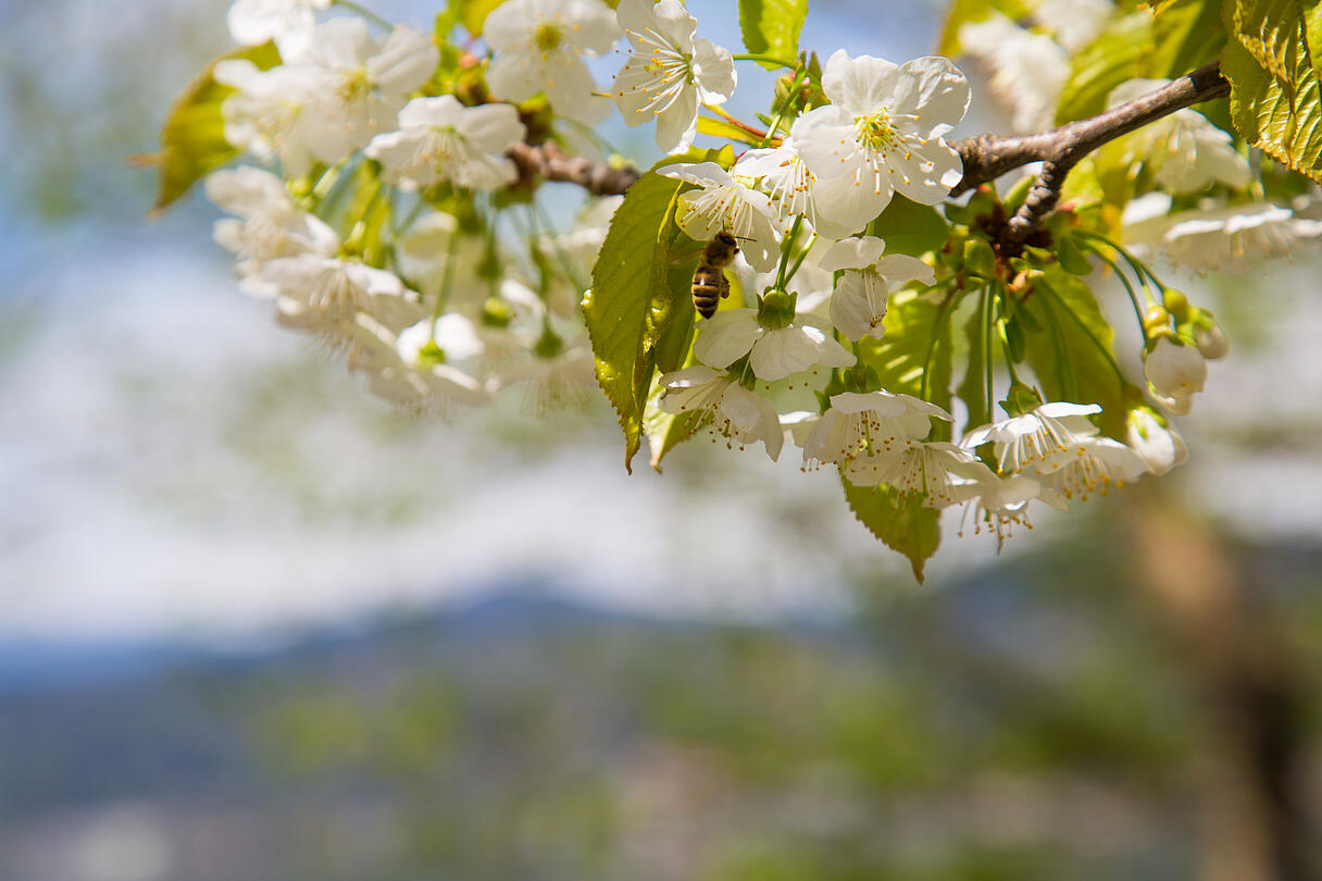 Honigbienen Honigbienen