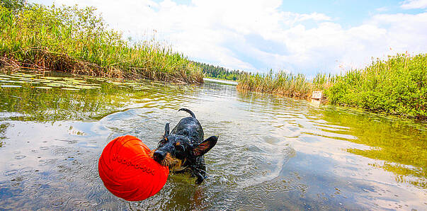 Aktiv-Urlaub mit Hund – Spaß im Wasser