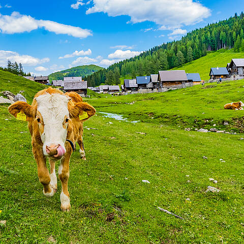 Landschaft am Nassfeld_Kuh