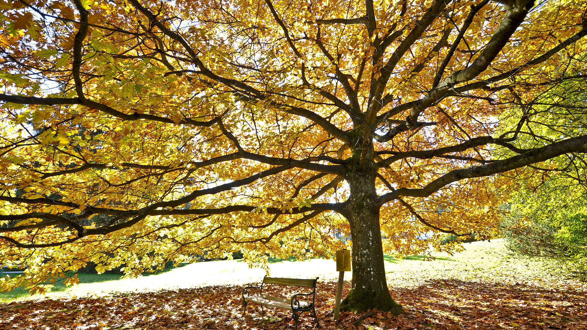 Baum im Kurpark Warmbad Villach im Herbst