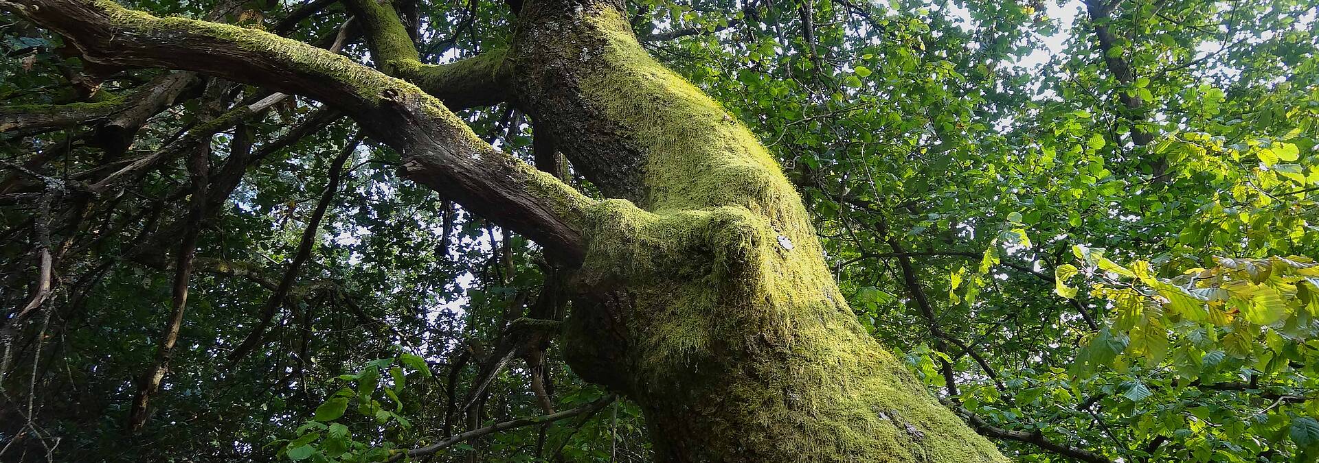 Naturpark Dobratsch Baumriese