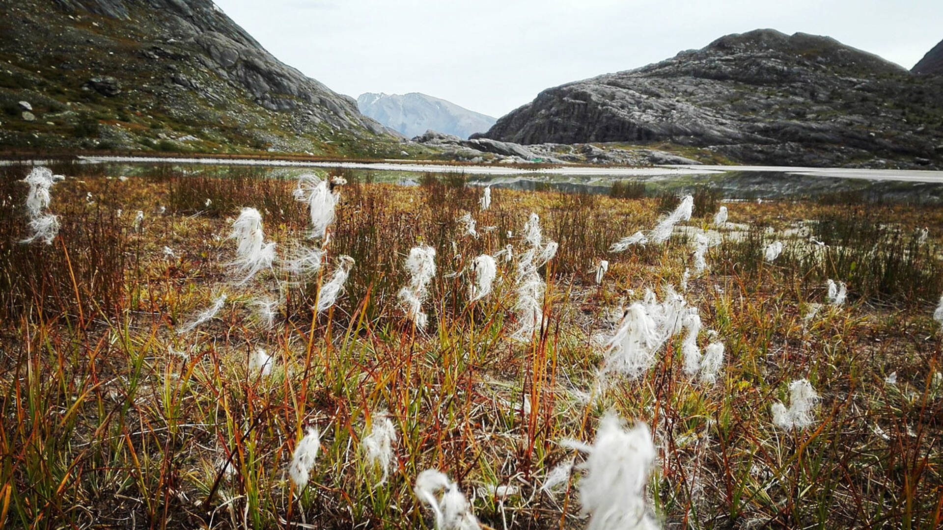 Der Anfang einer Zeitreise_Wollgras Sandersee