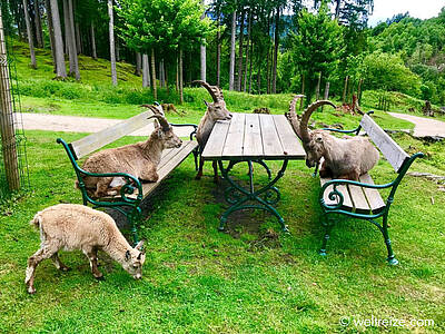 Steinboecke am Picknicktisch Tierpark Rosegg