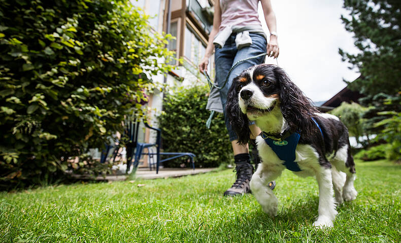 Ortners Eschenhof Urlaub mit Hund