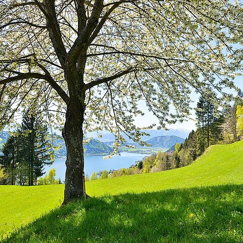 Fruehling am Ossiacher See mit blühendem Baum