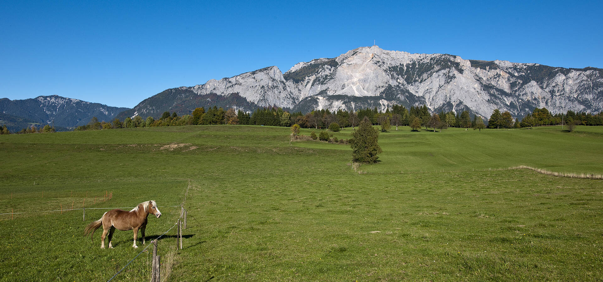 Blick auf die Wiese mit Pferd im Hintergrund Dobratsch von Agoritschach