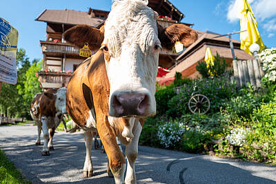 Hinteregger Urlaub am Bauernhof