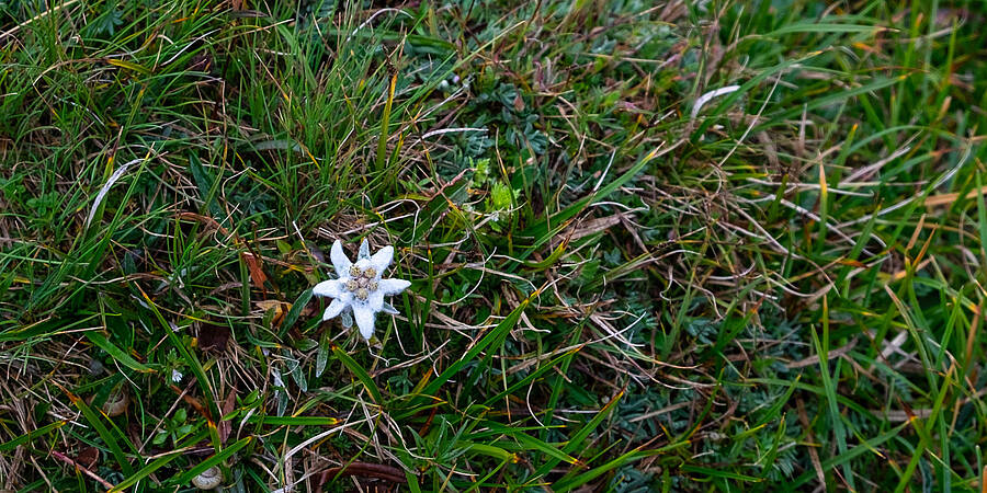 Steinbockbeobachtung Edelweiss