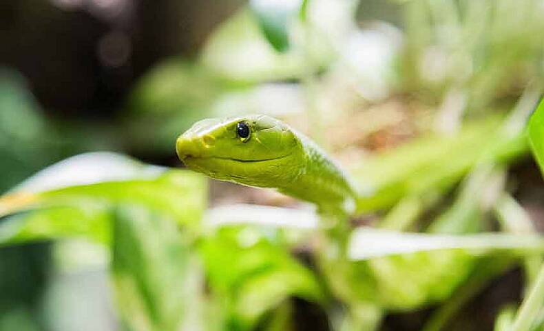 Social Reptilienzoo Happ c Wolfgang Handler